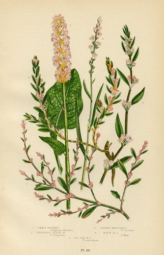 Stampa botanica antica 1899 - botanica,
