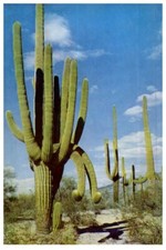 Cartolina Di Cactus Gigante