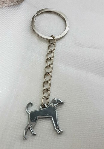 Pinscher mini - pinscher,