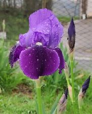 5 Rizomi Iris Germanica