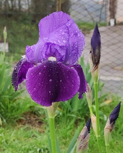 Rizomi iris germanica - rizomi,