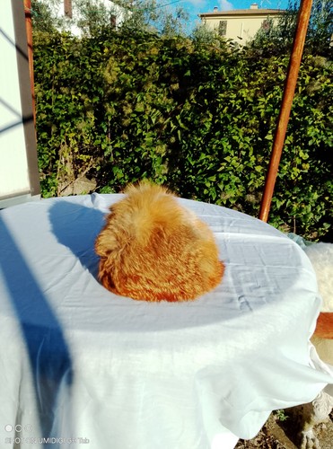 Cappello pelliccia volpe - pelliccia, di