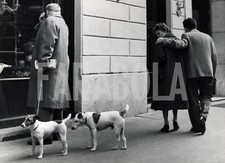 Foto Vintage Animali Milano cani a passeggio anni 60 stampa 24x18 cm