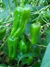 PEPE "Padron" 60 SEMI