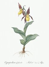 Cypripedium Calceolus Giglio