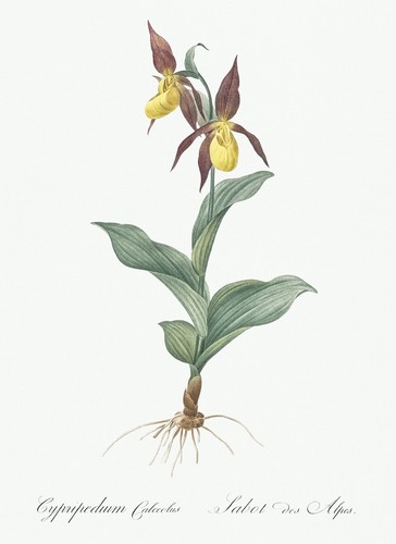 Cypripedium calceolus giglio - calceolus,