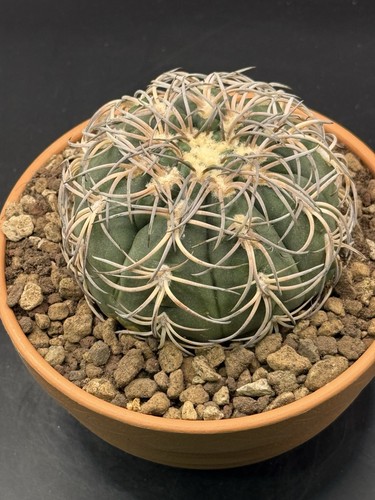 Gymnocalycium spegazzini pot - gymnocalycium, ,