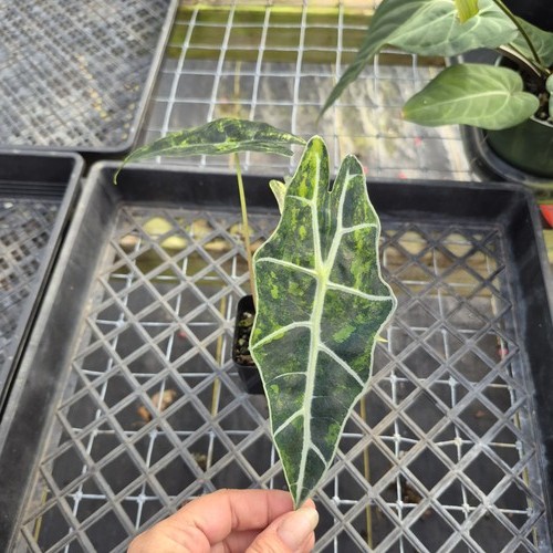 Alocasia sanderiana bull - sanderiana,