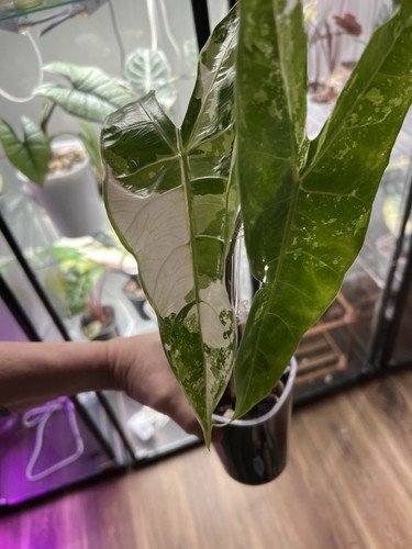 Alocasia longiloba albo - alocasia, corm