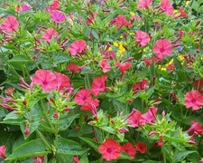 Fiore miracoloso Mirabilis