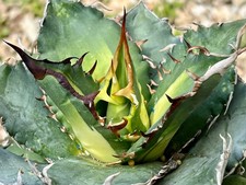 Agave titanota Solar Eclipse