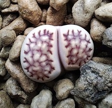 Lithops Sassi Viventi Del Karoo 1,8 - 2,5 Cm
