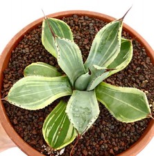 Agave parryi var. troncata VARIEGATO clone 351A (ex U.S.A) -