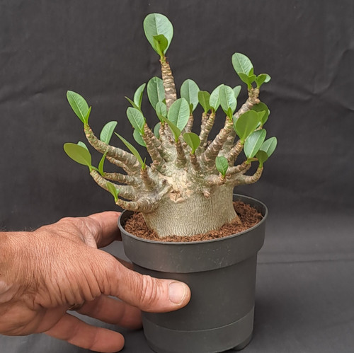Adenium obesum baobab - obesum, caudex