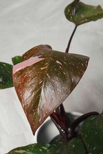 Philodendron Pink Princess
