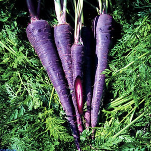 Purple carrot carota - carota, viola