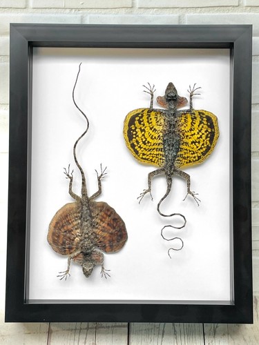 Bearded flying dragon lizard - dragon,