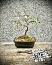 Prunus incisia mikinori - incisia, "mikinori"