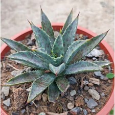 Macchia di sangue mangave viva