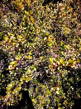 Bacche di mirto biologico nero e bianco per liquore