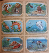 FIGURINE LIEBIG ED. ITALIA SANG. 1417 LUMACHE E LUMACONI CAT. 6