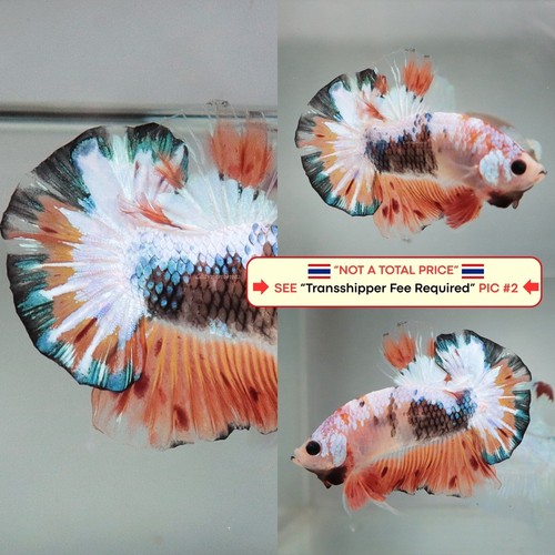 Pesce betta vivo - vivo, (thailandia)