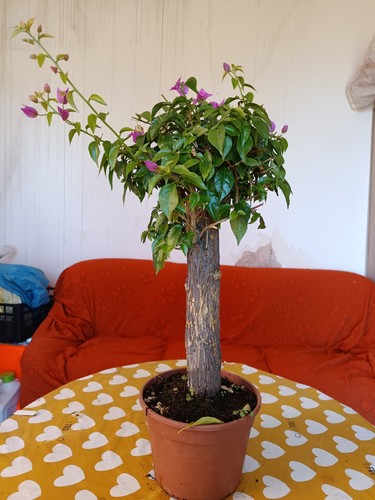 Bouganvillea bonsai vaso - bonsai, 20