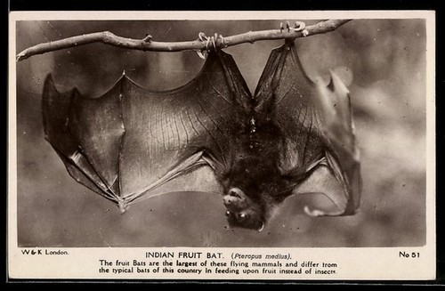 Indian fruit bat twig - bat, on
