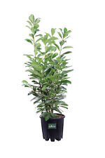 Pianta di Prunus Laurocerasus Novità Lauroceraso pianta vera decorativa da siepe