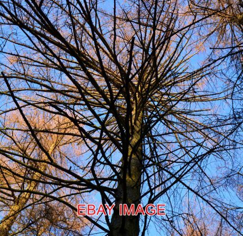 Photo larch branches - photo,