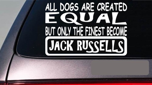 Jack russells all - jack,