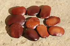 ALBERO DELLE ORCHIDEE ROSSE -