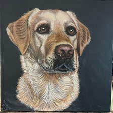 Cane Labrador Giallo 40x40cm