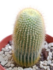 Notocactus leninghausii Parodia leninghausii cactus fiore giallo oro