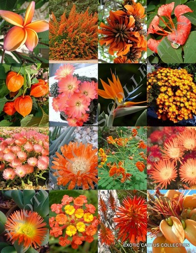 Piante fiore arancio - da, mix