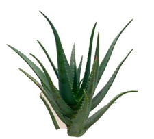 Pianta di Aloe arborescens Di
