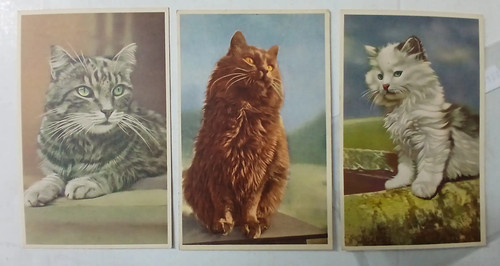 Gatti cats lotto - gatti, cats-lotto