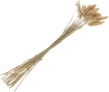 Lagurus, circa 25 g, circa 35-45 steli, L circa 50 -60 cm