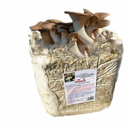 Balla funghi cardoncello - balla,