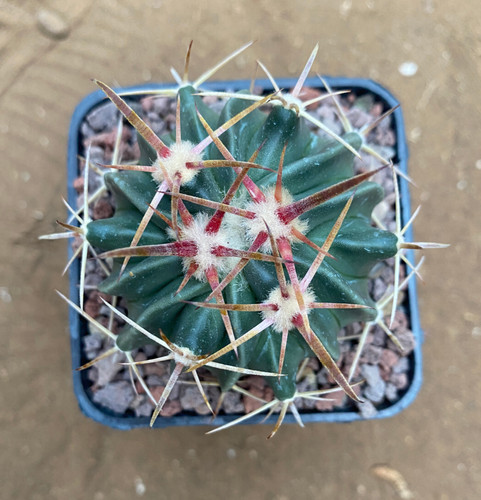 Echinocactus texensis pianta - echinocactus,