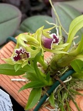 Dendrobium langbianense Orchid