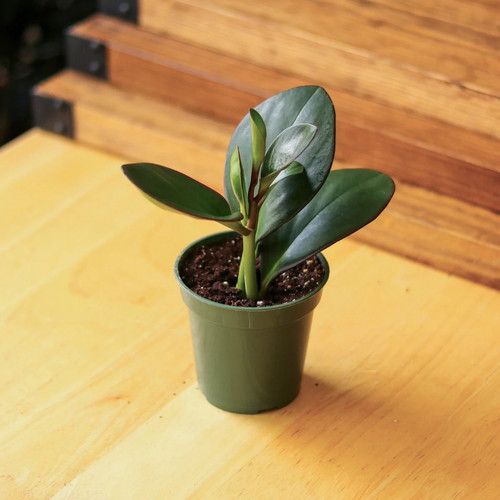 Peperomia obtusifolia bordo