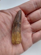Dente di Spinosauro 5,7 cm -