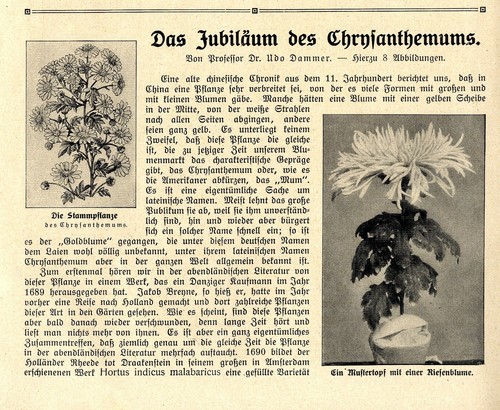 Prof dammer das - prof.dr.u.,