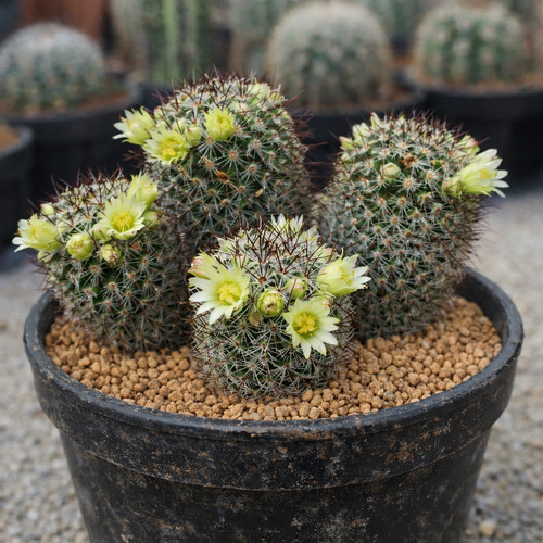 Mammillaria microhelia seeds - mammillaria,