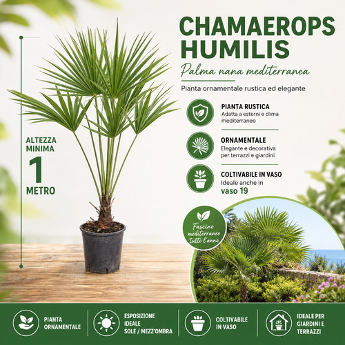 Pianta chamaerops humilis - pianta, di