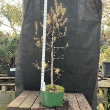 American  Larch ￼ Collected