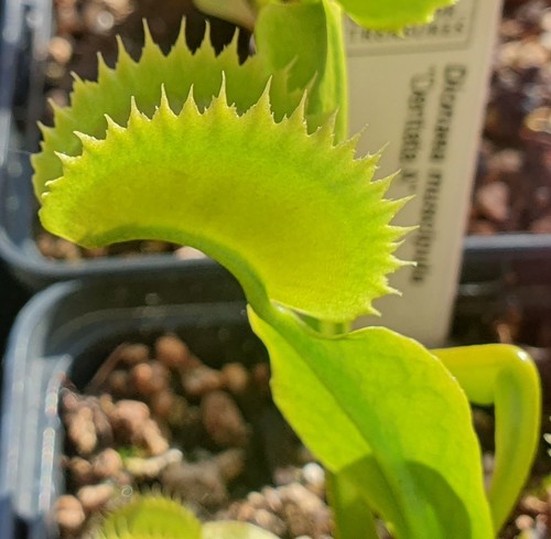 Dionaea muscipula dentata - muscipula,