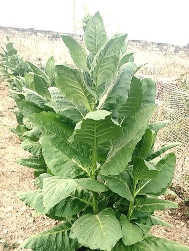 Semi tabacco golden virginia - golden,