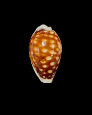 Conchiglia Shell CYPRAEA